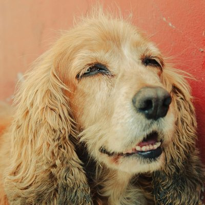 Cocker Spaniel Puppy Brown