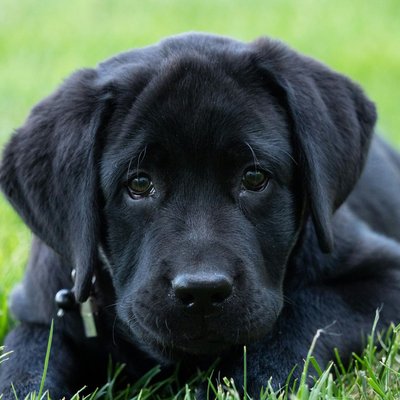 Labrador Retriever Black