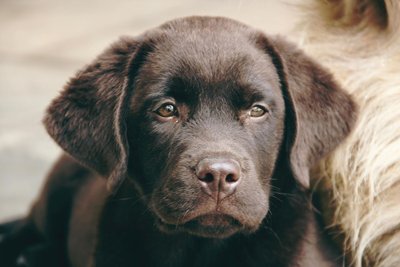 Labrador Retriever Chocolate