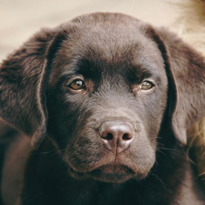 Labrador Retriever Chocolate