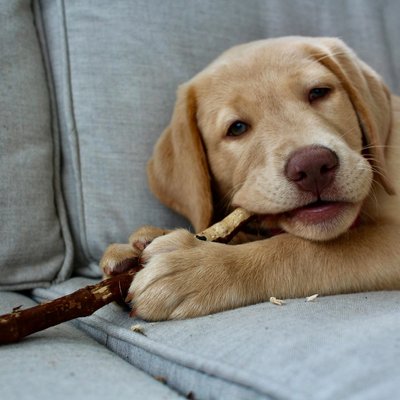 Labrador Retriever Fawn