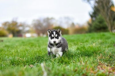 Siberian Husky Puppy Black and White