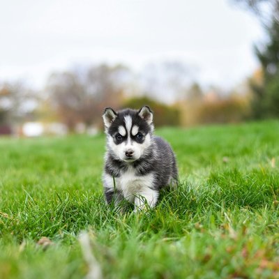 Siberian Husky Puppy Black and White