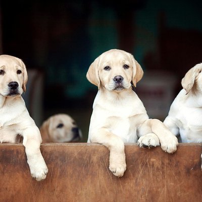 Labrador Retriever White