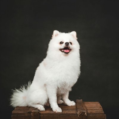 Culture Pom Puppy White