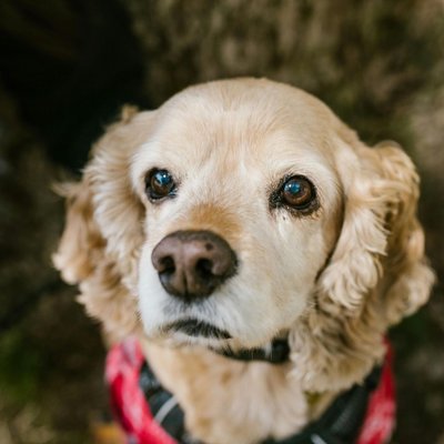 Cocker Spaniel Puppy Golden