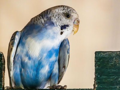 Budgies and Chicks and Adults
