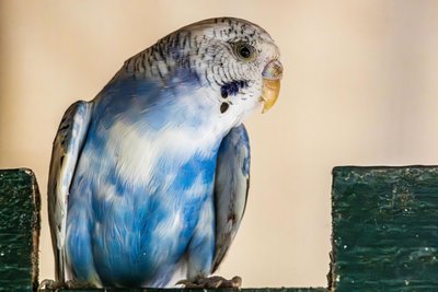 Budgies and Chicks and Adults