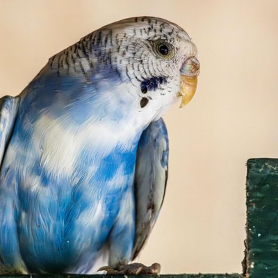 Budgies and Chicks and Adults