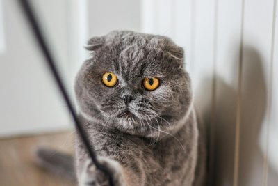 Scottish Fold Kitten Standard Grey