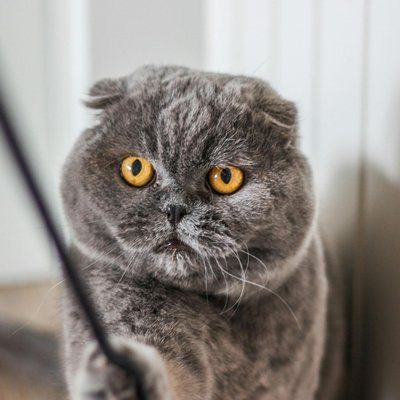 Scottish Fold Kitten Standard Grey