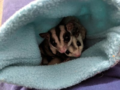 Sugar Glider Grey