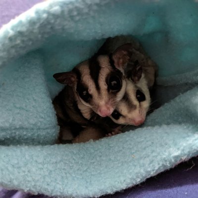 Sugar Glider Grey