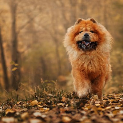 Chow Chow Puppy Fawn
