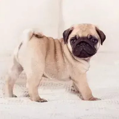 Pug Puppy Apricot