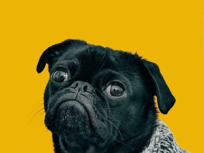 Pug Puppy | Black Color