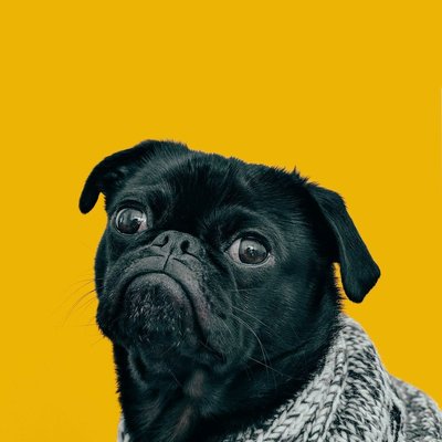 Pug Puppy Black