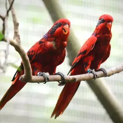 Red Lorikeet