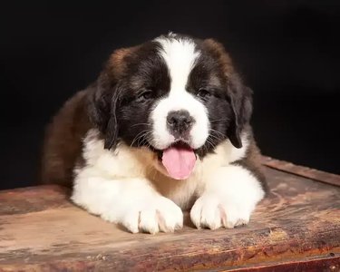 Saint Bernard Puppy