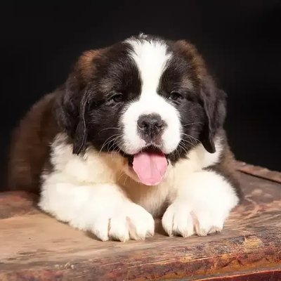 Saint Bernard Puppy
