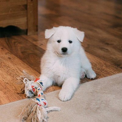 Samoyed Puppy White