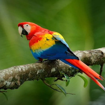 Scarlet Macaw