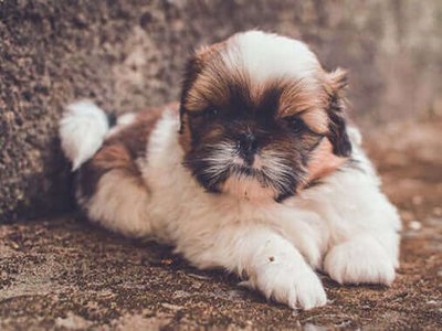 Shih Tzu Puppy | Brown & White