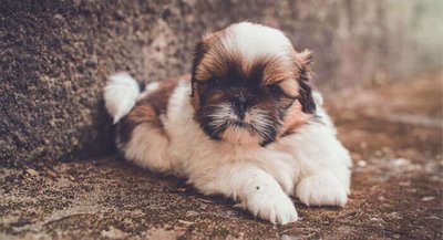 Shih Tzu Puppy Brown and White