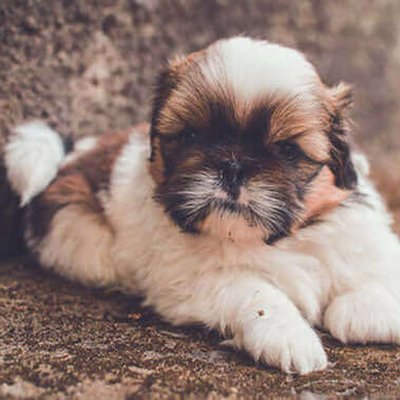 Shih Tzu Puppy Brown and White