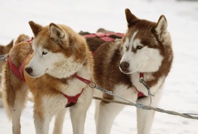 Siberian Husky Puppy Copper and White