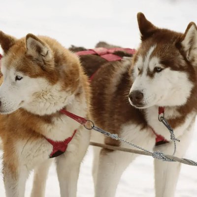 Siberian Husky Puppy Copper and White