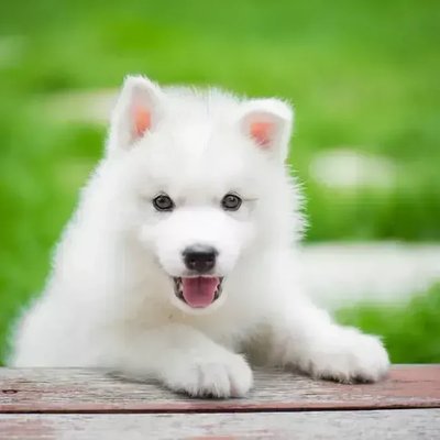 Siberian Husky Puppy White