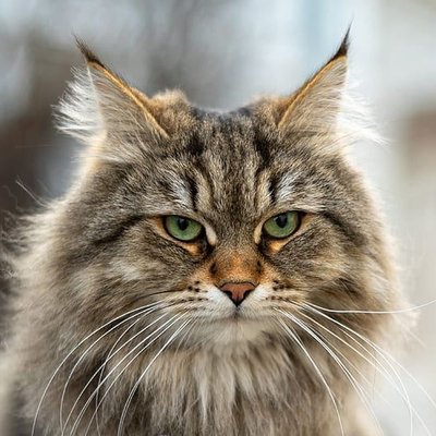 Siberian Kitten
