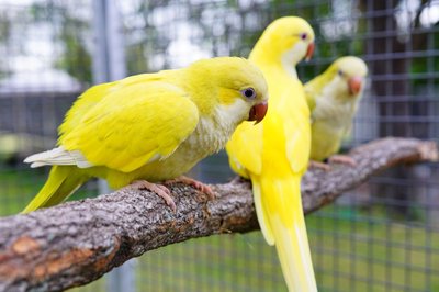 Yellow Monk Lutino Quaker Parrot