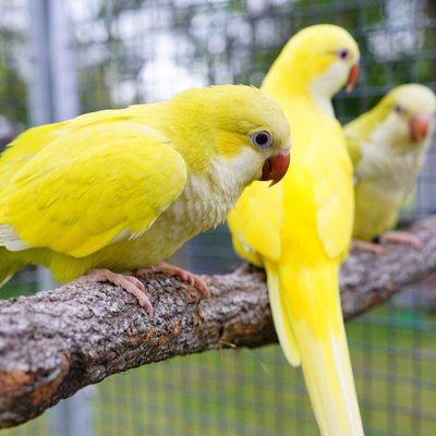 Yellow Monk Lutino Quaker Parrot